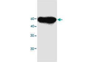 Western blot analysis in MFAP3L recombinant protein with MFAP3L monoclonal antibody, clone 97r98  at 1 : 1000 dilution. (MFAP3L Antikörper)