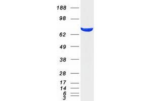Western Blotting (WB) image for N-Ethylmaleimide-Sensitive Factor (NSF) protein (Myc-DYKDDDDK Tag) (ABIN2727640)