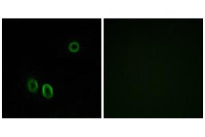 Immunofluorescence analysis of A549 cells, using OR51E1 antibody. (OR51E1 Antikörper  (C-Term))