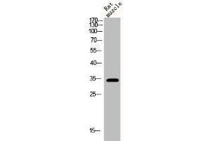 Western Blot analysis of rat-musle cells using Phospho-Cyclin D1 (T286) Polyclonal Antibody (Cyclin D1 Antikörper  (pThr286))