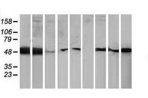 Image no. 2 for anti-Protein Kinase C and Casein Kinase Substrate in Neurons 3 (PACSIN3) antibody (ABIN1500011) (PACSIN3 Antikörper)