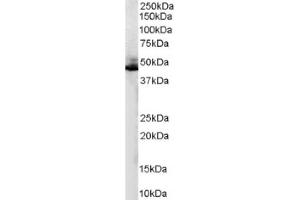 Image no. 1 for anti-Adrenergic, beta-2-, Receptor, Surface (ADRB2) (C-Term) antibody (ABIN374608) (beta 2 Adrenergic Receptor Antikörper  (C-Term))