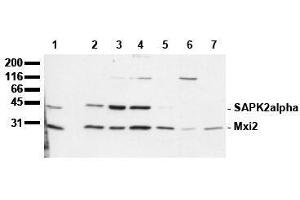 Western Blotting (WB) image for anti-Mitogen-Activated Protein Kinase 14 (MAPK14) (N-Term) antibody (ABIN126843) (MAPK14 Antikörper  (N-Term))