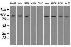 Image no. 2 for anti-Neurotrophic tyrosine Kinase, Receptor, Type 3 (NTRK3) antibody (ABIN1499843) (NTRK3 Antikörper)