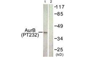 Western blot analysis of extracts from COS7 cells treated with Nocodazole 1ug/ml 16h, using AurB (Phospho-Thr232) Antibody. (Aurora Kinase B Antikörper  (pThr232))