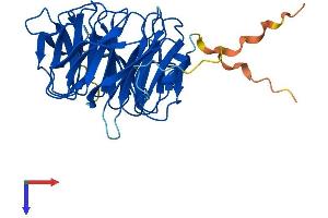 WDR77 Protein (AA 1-342) (His tag)