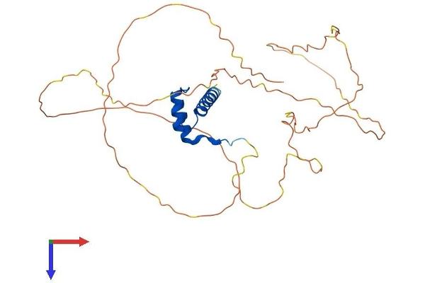 Homeobox D13 Protein (HOXD13) (AA 1-343) (His tag)