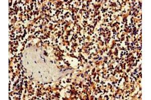 Immunohistochemistry of paraffin-embedded human spleen tissue using ABIN7155629 at dilution of 1:100 (BBX Antikörper  (AA 62-292))