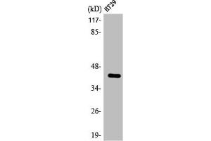 Western Blot analysis of HT29 cells using ABHD7 Polyclonal Antibody (EPHX4 Antikörper  (Internal Region))