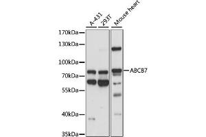 Western blot analysis of extracts of various cell lines, using  antibody (ABIN7265735) at 1:1000 dilution. (ABCB7 Antikörper  (AA 503-753))
