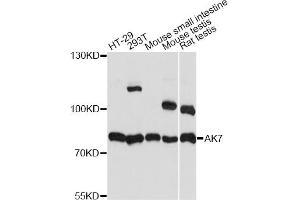 Western blot analysis of extracts of various cell lines, using AK7 antibody. (Adenylate Kinase 7 Antikörper)