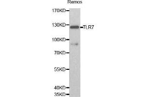 Western blot analysis of Ramos cell lysate using TLR7 antibody. (TLR7 Antikörper  (AA 30-230))