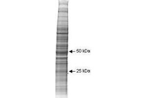 Coommassie stained SDS-PAGE of 40 µg of Human Derived A431 Whole Cell Lysate separated in a 4-20% gradient gel under non-reducing conditions.