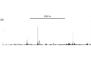 ChIP DNA-Sequencing (ChIP-seq) image for anti-Catenin, beta (CATNB) (AA 760-781) antibody (ABIN7454800) (beta Catenin Antikörper  (AA 760-781))
