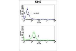 Flow cytometry analysis of K562 cells using OPRM1 Antibody (Center) Cat. (Mu Opioid Receptor 1 Antikörper  (Middle Region))