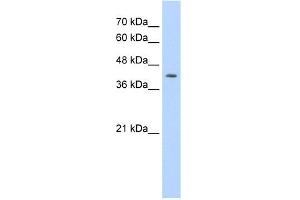 WB Suggested Anti-IRF1 Antibody Titration:  0.