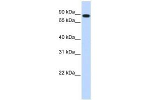 Western Blot showing STAT5B antibody used at a concentration of 1. (STAT5B Antikörper  (N-Term))