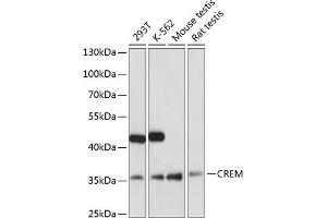 Western blot analysis of extracts of various cell lines, using CREM antibody (ABIN6133609, ABIN6139026, ABIN6139027 and ABIN6221259) at 1:3000 dilution.