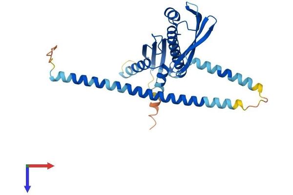 CENPO Protein (AA 1-300) (His tag)