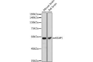 Western blot analysis of extracts of various cell lines, using KE antibody (ABIN6131318, ABIN6142822, ABIN6142825 and ABIN6215129) at 1:1000 dilution. (KEAP1 Antikörper  (AA 1-100))
