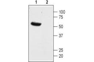 Western blot analysis of mouse heart membranes: - 1. (KCNK13 Antikörper  (1st Extracellular Loop))