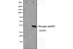 Western blot analysis on HuvEc cell lysate using Phospho-hnRPD(Ser83) Antibody,The lane on the left is treated with the antigen-specific peptide.