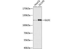 Western blot analysis of extracts of various cell lines, using GLDC antibody (ABIN6132011, ABIN6141119, ABIN6141120 and ABIN6225260) at 1:1000 dilution. (GLDC Antikörper  (AA 36-290))