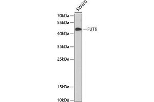 Western blot analysis of extracts of SW480 cells, using FUT6 antibody (ABIN1679922, ABIN3018213, ABIN3018215 and ABIN6220402) at 1:1000 dilution.