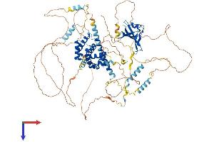 AXIN2 Protein (AA 1-840) (His tag)