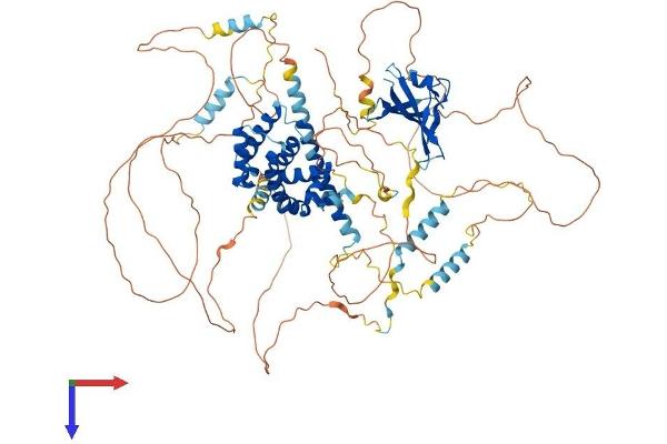 AXIN2 Protein (AA 1-840) (His tag)