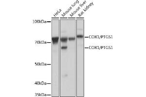 Western blot analysis of extracts of various cell lines, using COX1/PTGS1 Rabbit mAb (ABIN7269575) at 1:1000 dilution. (PTGS1 Antikörper)