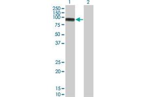 Western Blot analysis of MAP3K11 expression in transfected 293T cell line by MAP3K11 monoclonal antibody (M02), clone 3D11.
