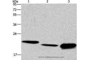 Western blot analysis of Hela cell, mouse liver tissue and Raji cell, using IL19 Polyclonal Antibody at dilution of 1:550