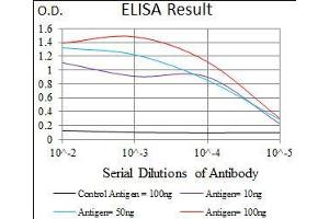 Black line: Control Antigen (100 ng), Purple line: Antigen(10 ng), Blue line: Antigen (50 ng), Red line: Antigen (100 ng), (SLC27A5 Antikörper  (AA 508-570))