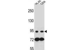 Western Blotting (WB) image for anti-Nucleotide-Binding Oligomerization Domain Containing 1 (NOD1) antibody (ABIN2996386)