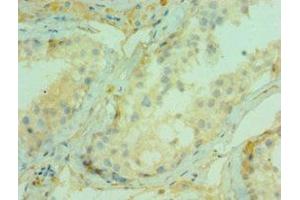 Immunohistochemistry of paraffin-embedded human testis tissue using ABIN7147292 at dilution of 1:100 (CDC5L Antikörper  (AA 563-802))