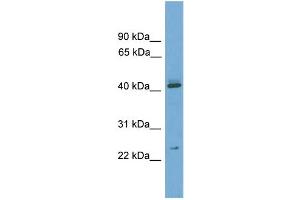 WB Suggested Anti-Rhox6 Antibody Titration:  0. (RHOX6 Antikörper  (Middle Region))
