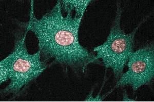 Immunofluorescence staining of BC3H1 cells (Mouse brain smooth muscle-like cells, ATCC CRL-1443). (BAX Antikörper  (AA 55-178))