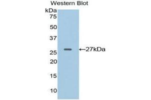 Western Blotting (WB) image for anti-Ephrin A4 (EFNA4) (AA 1-204) antibody (ABIN1858689) (EFNA4 Antikörper  (AA 1-204))