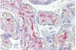 Anti-LGALS1 / Galectin 1 antibody IHC staining of human placenta. (LGALS1/Galectin 1 Antikörper  (AA 72-121))