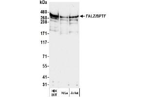 Western Blotting (WB) image for anti-Bromodomain PHD Finger Transcription Factor (BPTF) (AA 1350-1400) antibody (ABIN7454704)