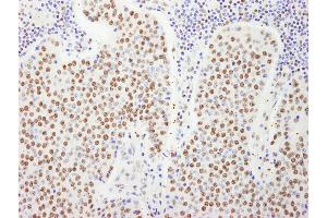 anti-Ras-Related GTP Binding A (RRAGA) (AA 1-50) antibody
