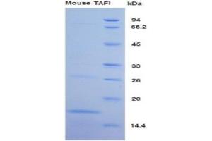 SDS-PAGE analysis of Mouse TAFI Protein. (CPB2 Protein)