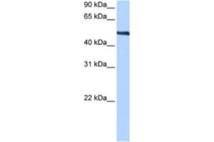 Western Blotting (WB) image for anti-Thyroid Hormone Receptor Interactor 6 (TRIP6) antibody (ABIN2463436) (TRIP6 Antikörper)