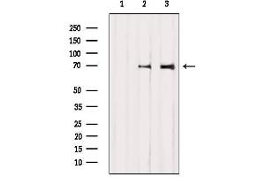 Western blot analysis of extracts from various samples, using BMAL1 Antibody. (ARNTL Antikörper  (Internal Region))