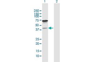 Western Blot analysis of ZNF396 expression in transfected 293T cell line by ZNF396 MaxPab polyclonal antibody.