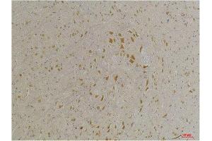 Immunohistochemistry (IHC) analysis of paraffin-embedded Mouse Brain Tissue using GABA A Receptor alpha4 Rabbit Polyclonal Antibody diluted at 1:200. (GABRA4 Antikörper)