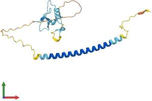 Protein Structure (PS) image for THAP Domain Containing, Apoptosis Associated Protein 1 (THAP1) (AA 1-210) protein (His tag) (ABIN7559348)
