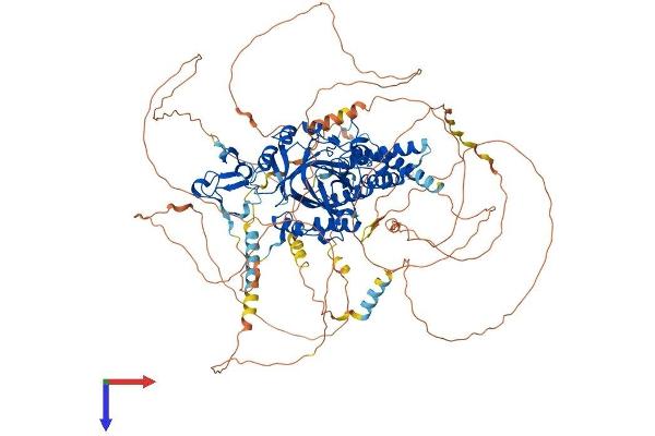 PHF2 Protein (AA 1-1096) (His tag)