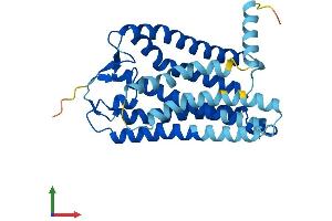 AlphaFold protein structure predicition of Human Recombinant OR4B1 Protein, UniprotID Q8NGF8 (Olfactory Receptor 4B1 (OR4B1) (AA 1-309) protein (His tag))